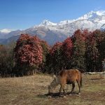 Khopra Danda Trek without a Guide