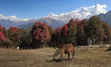 Khopra Danda Trek without a Guide