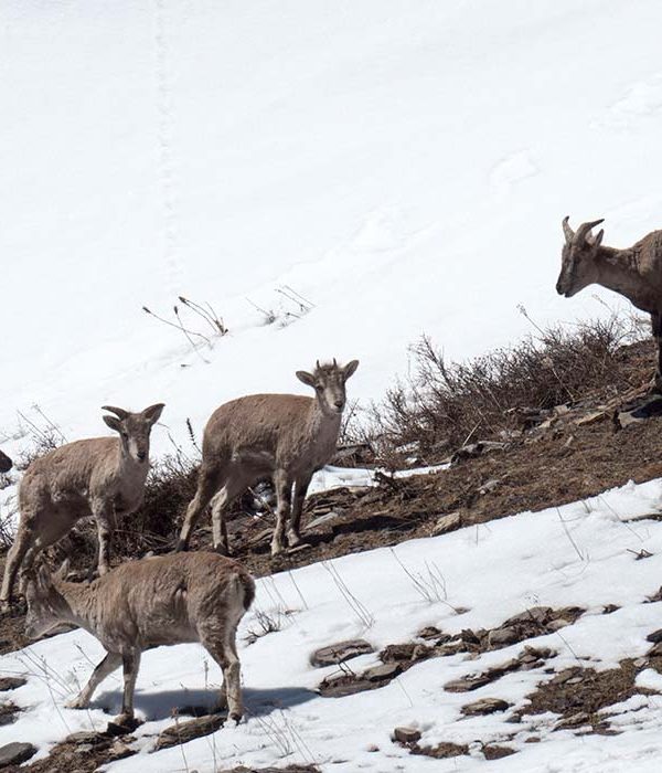 himalayan tahr manaslu