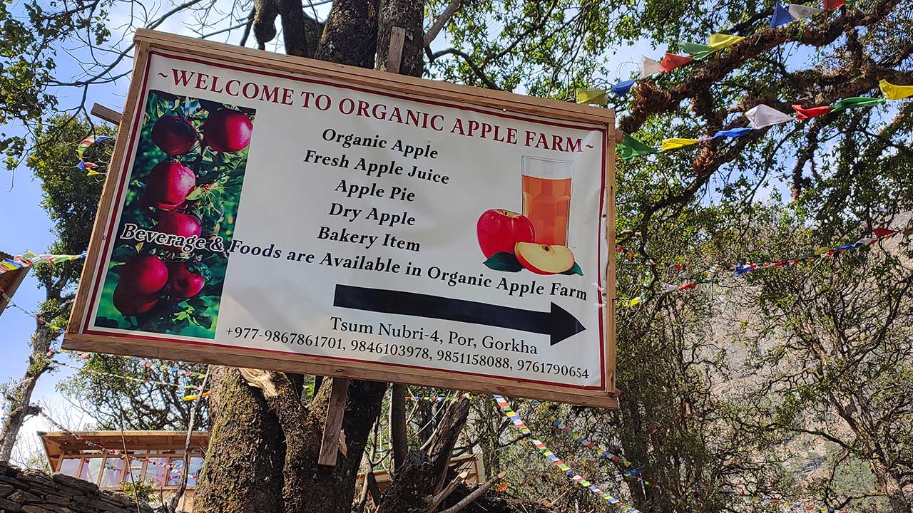 organic apple farm namrung