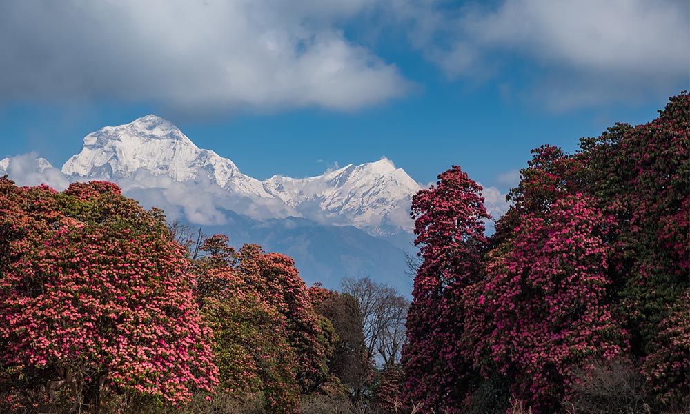 Short Annapurna Base Camp Trek