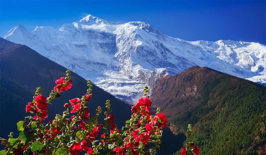Rhododendron flowers with snow-covered mountains along the Annapurna Circuit